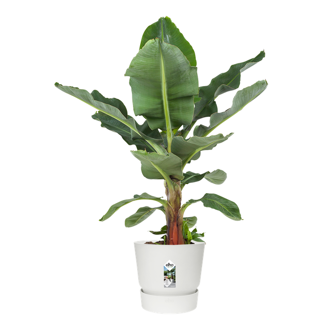 greenville rond 25cm blanc